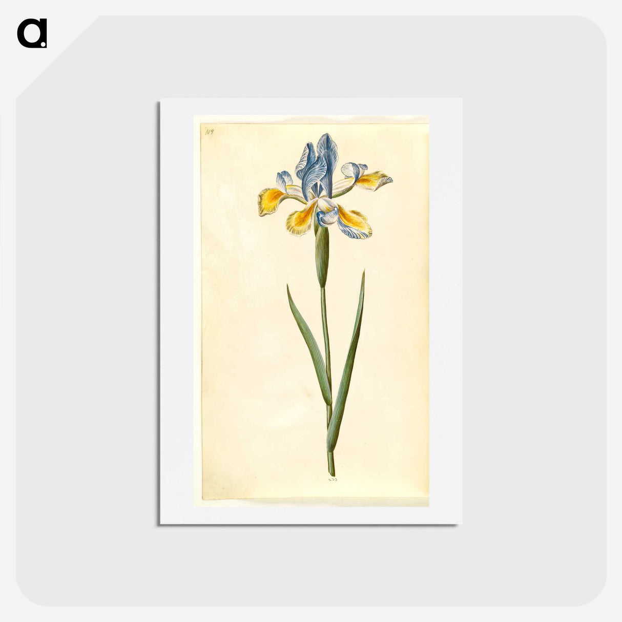 1-95_Maria-Sibylla-Merian_hagaki