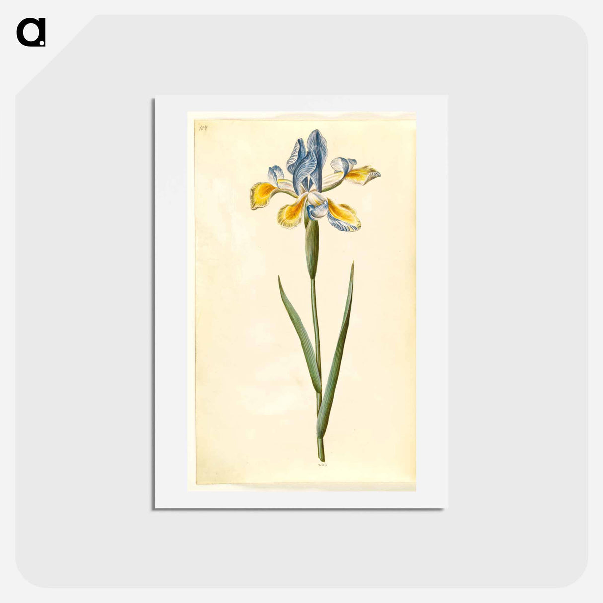 アートポストカード-Spanish Iris
- マリア ジビーラ メーリアン Postcard.