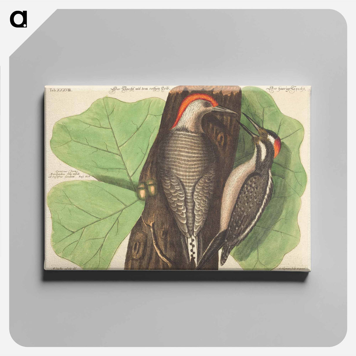 アートパネル-Red Bellied Woodpecker
- マーク ケイツビー Canvas.