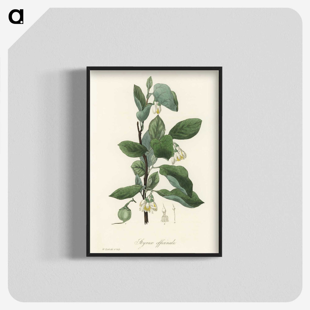 1-95_Medical-Botany_blk-crop