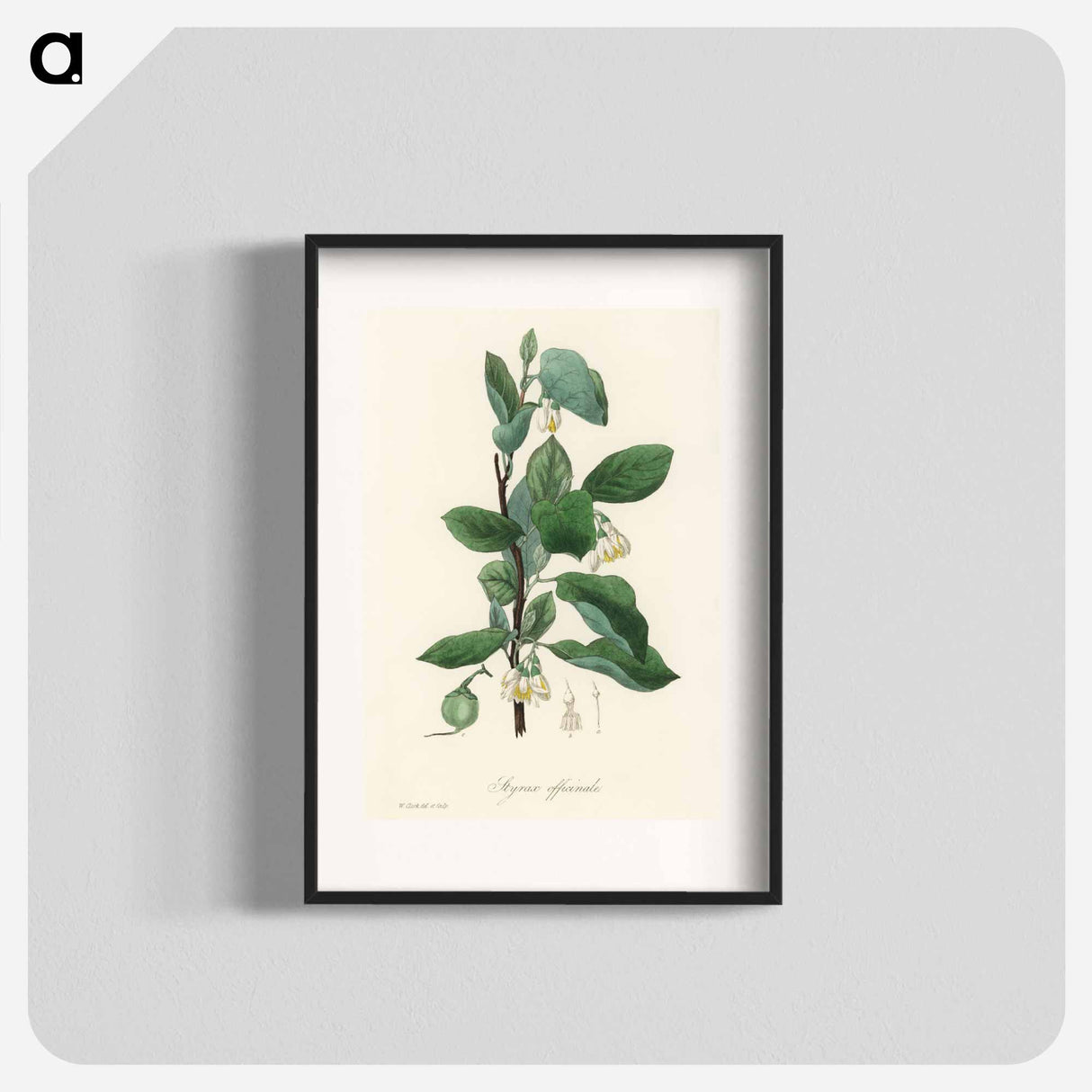 アートポスター-Styrax officinalis Illustration
- 薬用植物学 Poster.