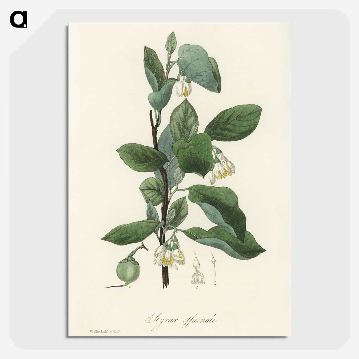 1-95_Medical-Botany_picture-crop