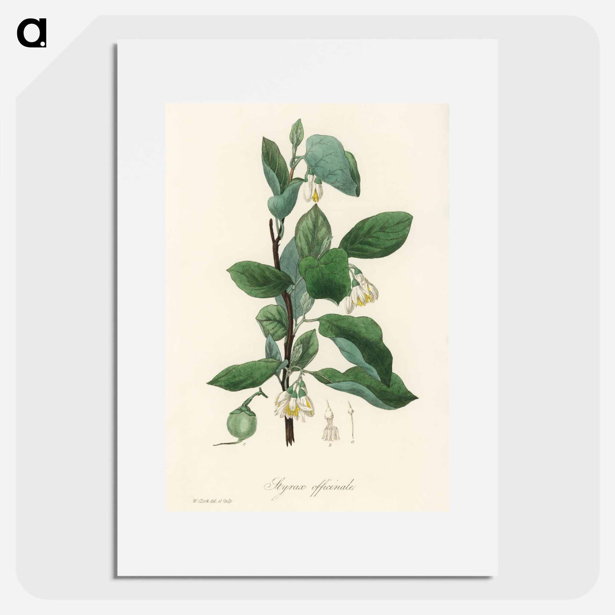 アートポスター-Styrax officinalis Illustration
- 薬用植物学 Poster.