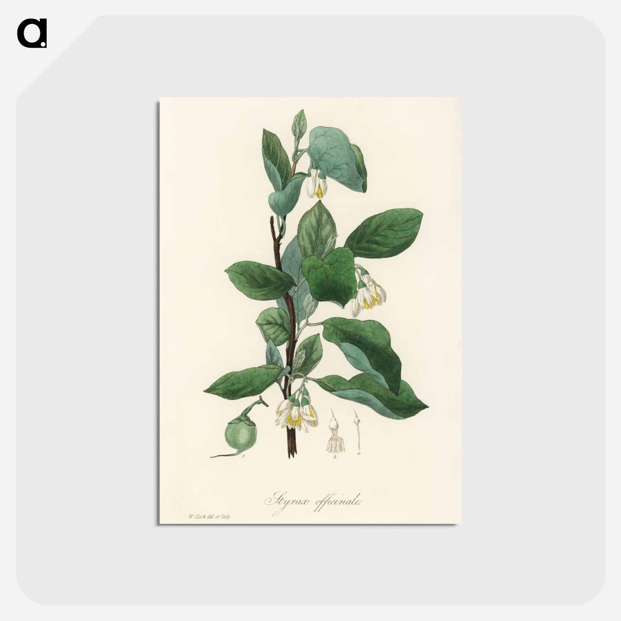 アートポストカード-Styrax officinalis Illustration
- 薬用植物学 Postcard.