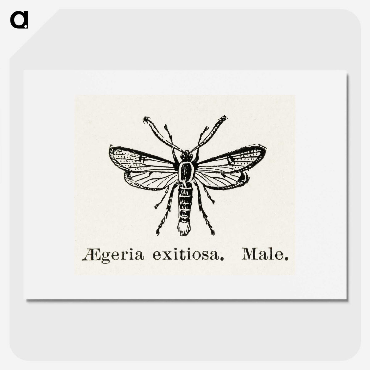 1-95_Moths-and-Butterflies-of-the-United-States_picture