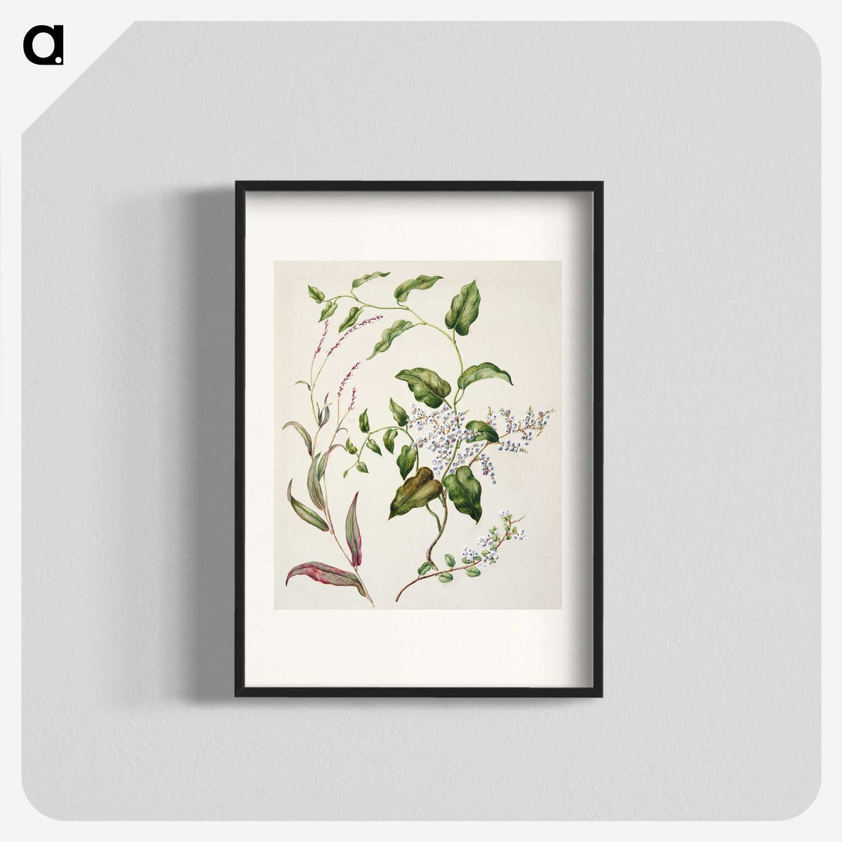 1-95_Native-Flowering-Plants-of-New-Zealand_blk