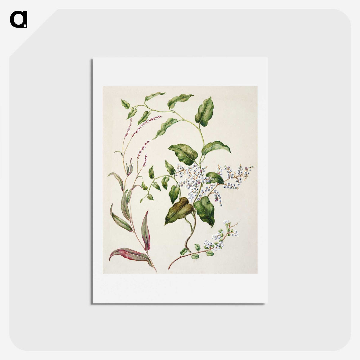 1-95_Native-Flowering-Plants-of-New-Zealand_hagaki