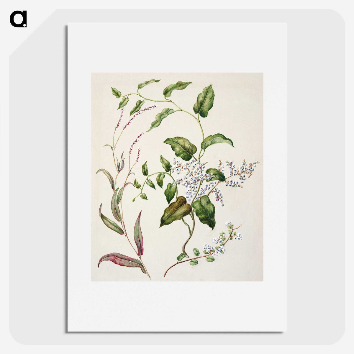 1-95_Native-Flowering-Plants-of-New-Zealand_picture