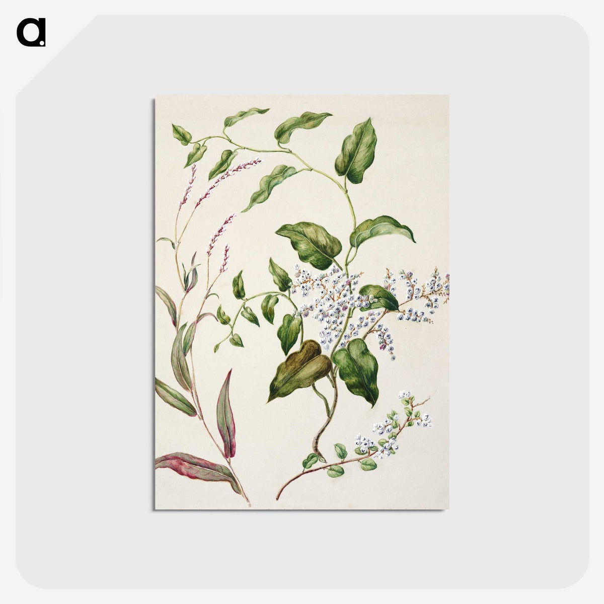 1-95_Native-Flowering-Plants-of-New-Zealand_postcard