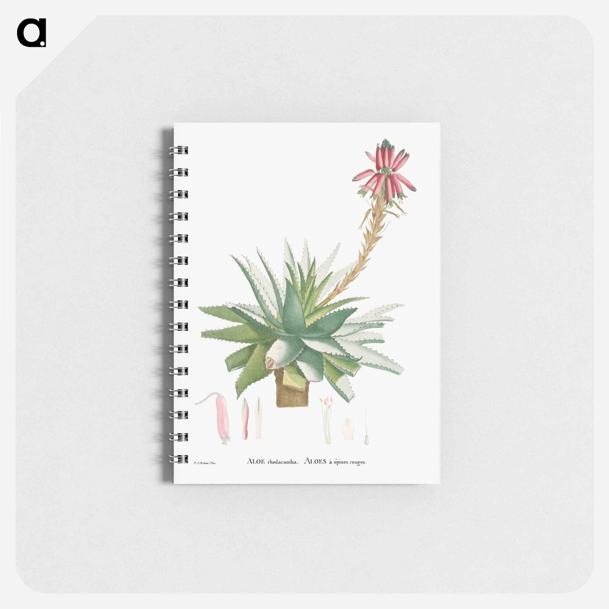 アートメモ帳-Aloe Rhodacantha - ピエール ジョゼフ ルドゥーテ Memo.