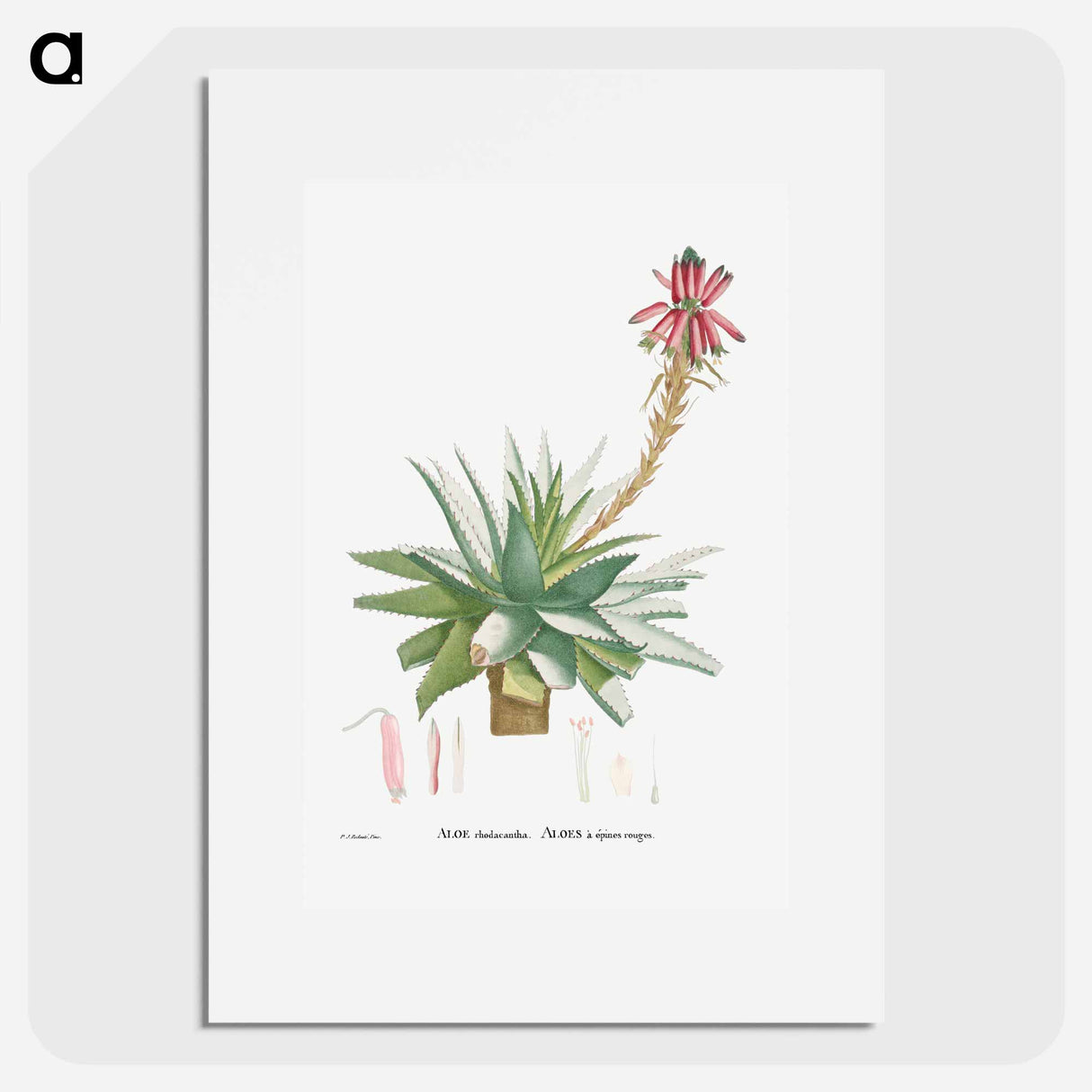 アートポスター-Aloe Rhodacantha - ピエール ジョゼフ ルドゥーテ Poster.