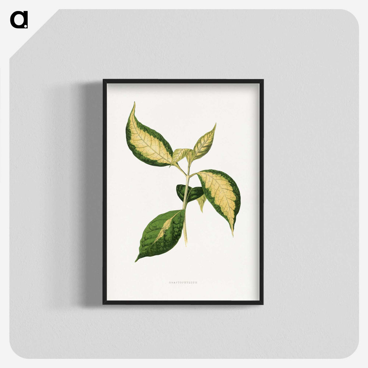 1-95_Plants-with-Colored-Foliage_blk-crop