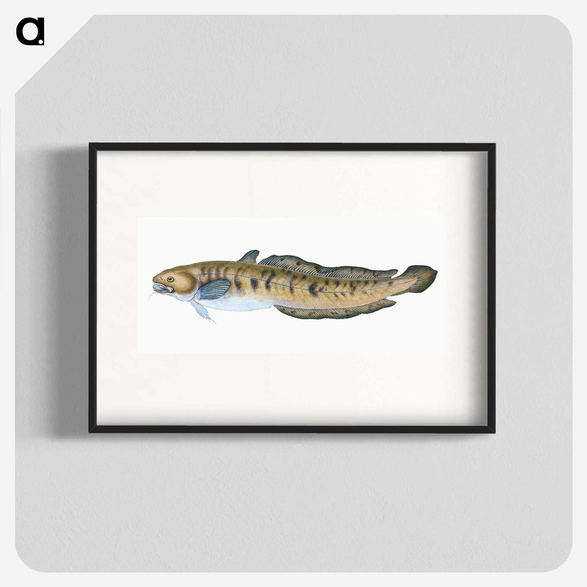 1-95_The-Natural-History-of-British-Fishes_blk