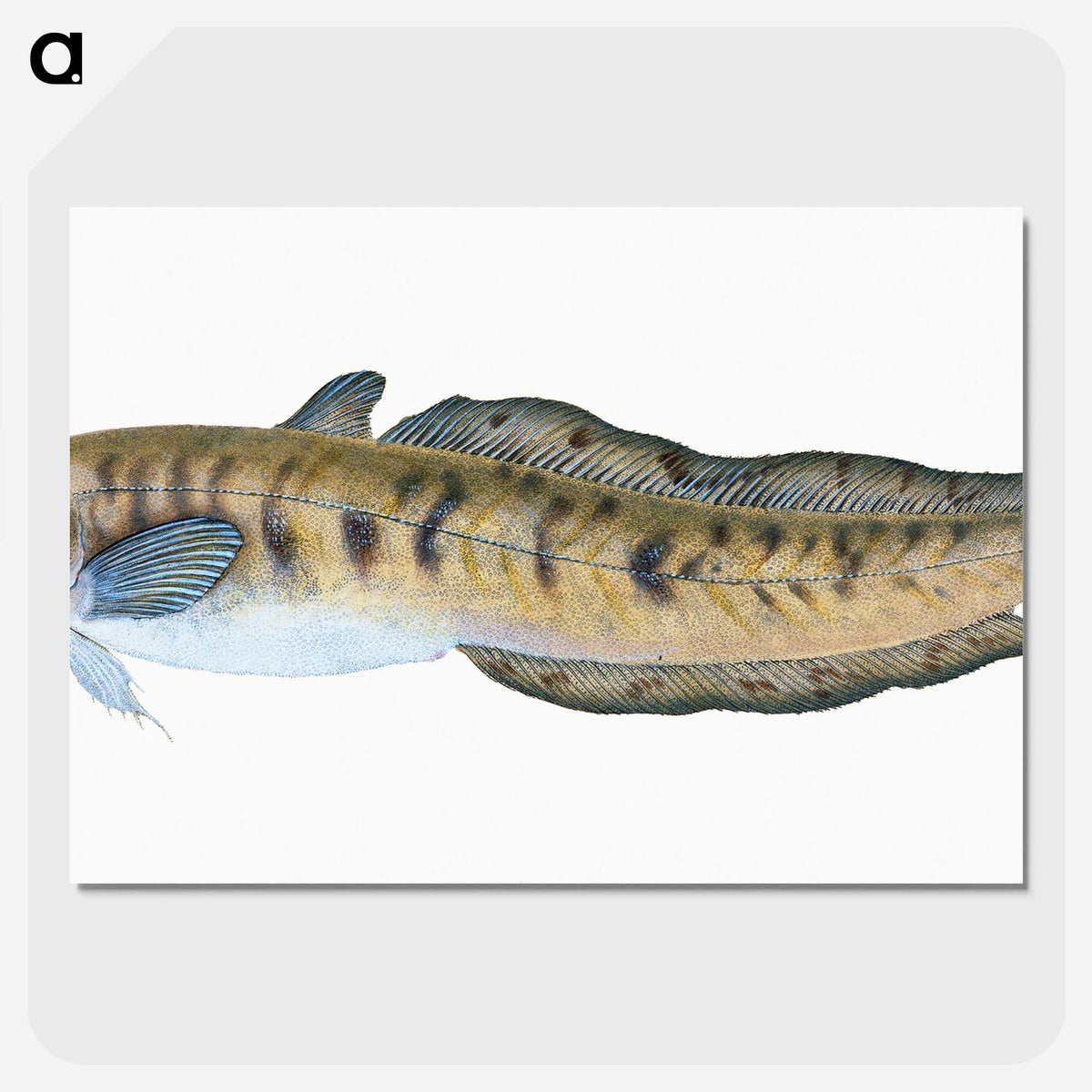 1-95_The-Natural-History-of-British-Fishes_picture-crop