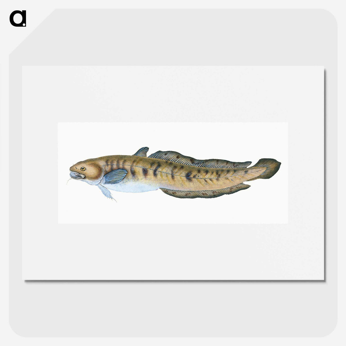 1-95_The-Natural-History-of-British-Fishes_picture