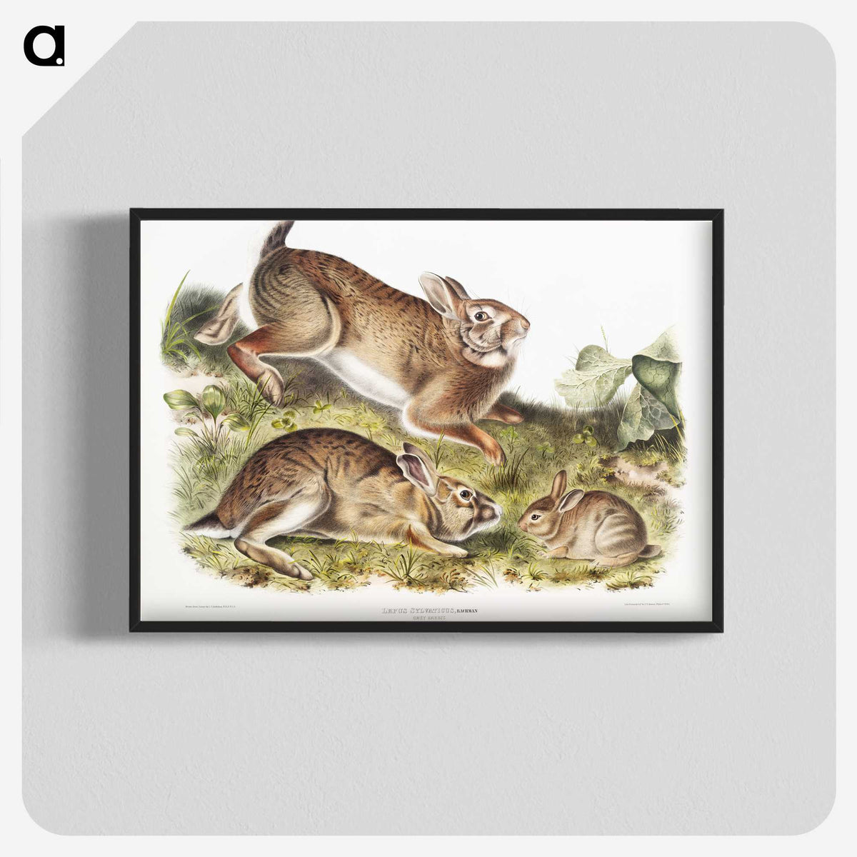 1-95_The-Viviparous-Quadrupeds_blk-crop
