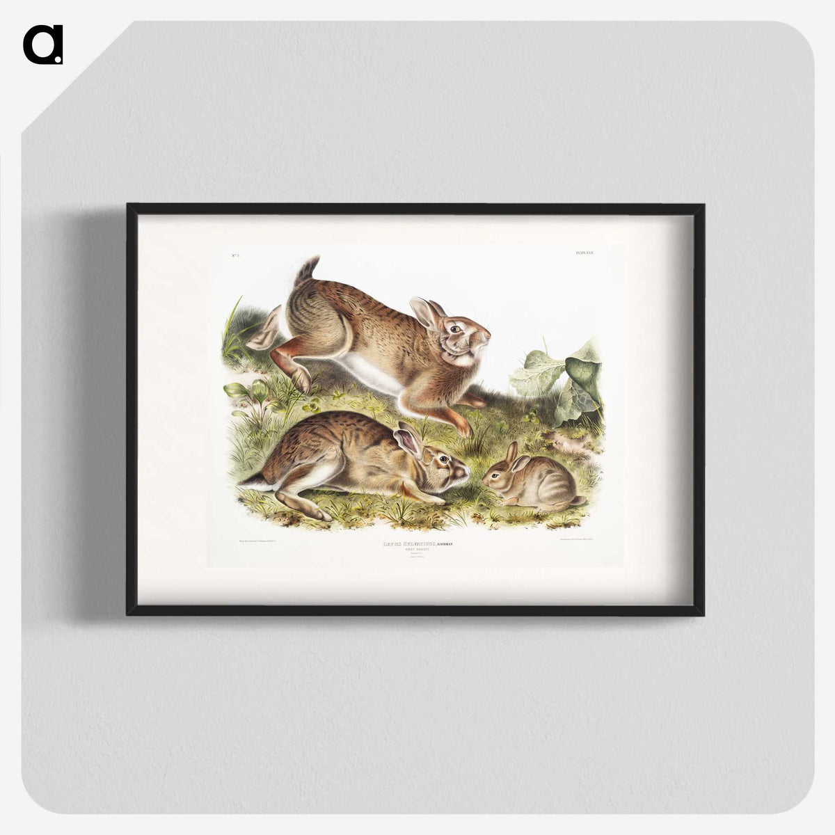1-95_The-Viviparous-Quadrupeds_blk