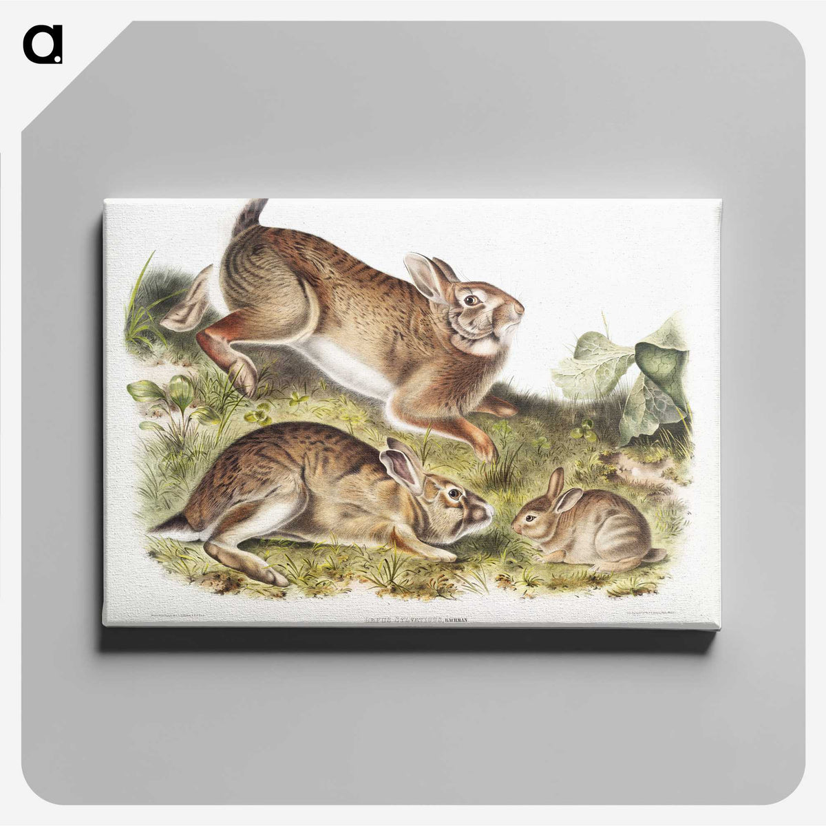1-95_The-Viviparous-Quadrupeds_canvas
