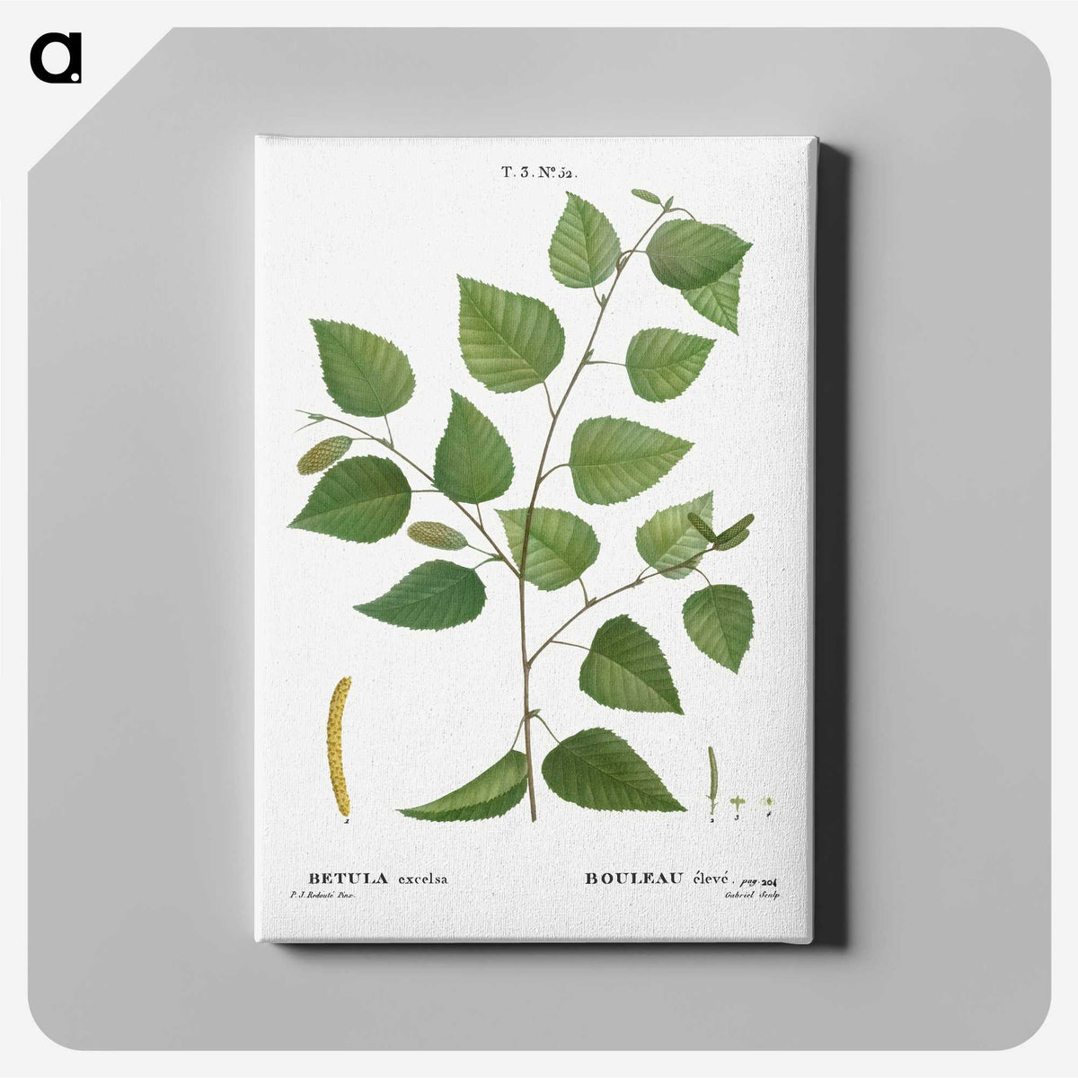 1-95_Treatise-on-Trees-and-Shrubs_canvas
