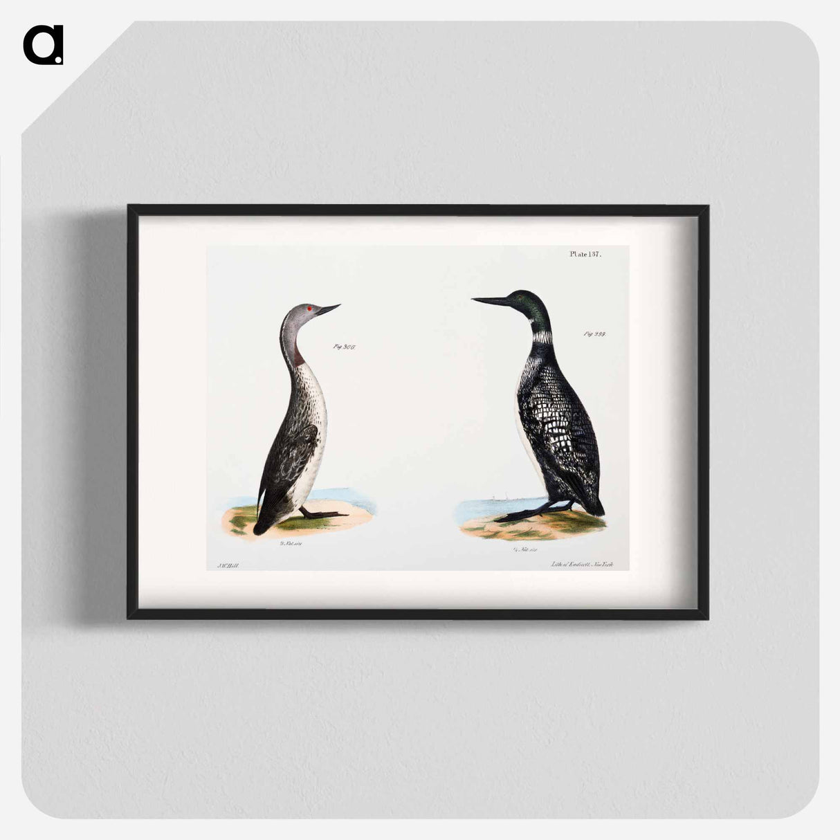 Great Loon (Colymbus glacialis) 300. Red-throated Loon (Colymbus septentrionalis) - ニューヨークの動物学 Poster.