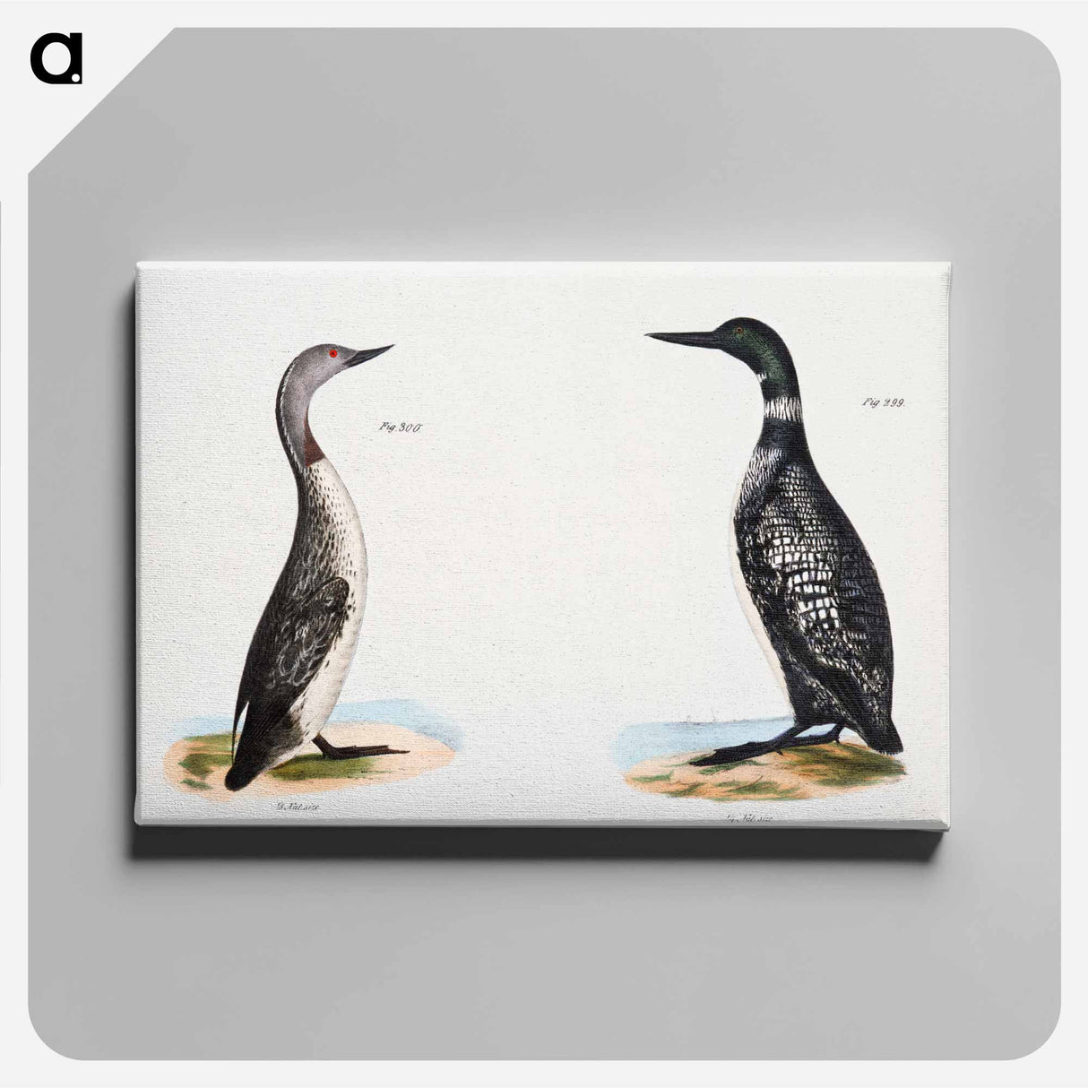 Great Loon (Colymbus glacialis) 300. Red-throated Loon (Colymbus septentrionalis) - ニューヨークの動物学 Canvas.