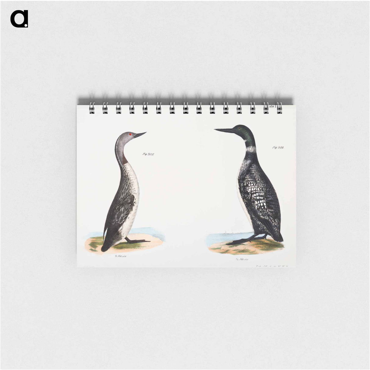 Great Loon (Colymbus glacialis) 300. Red-throated Loon (Colymbus septentrionalis) - ニューヨークの動物学 Memo.