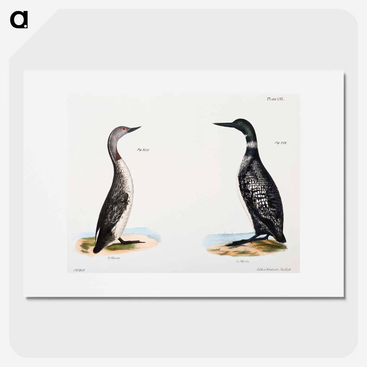 Great Loon (Colymbus glacialis) 300. Red-throated Loon (Colymbus septentrionalis) - ニューヨークの動物学 Poster.