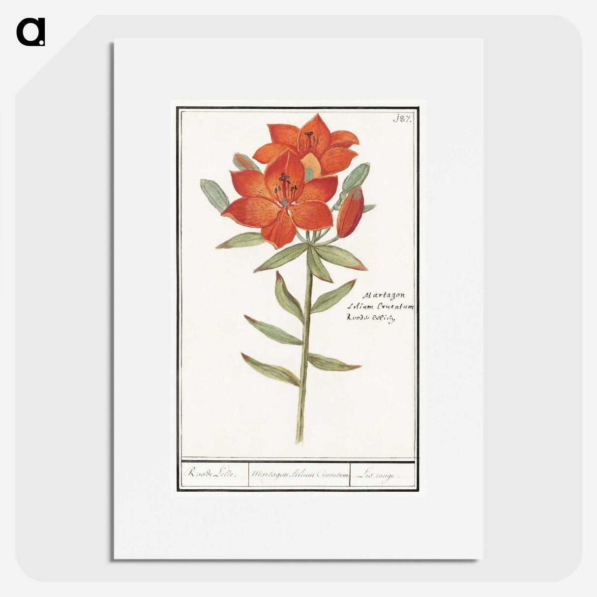 1-96_Anselmus-Boetius-de-Boodt_picture