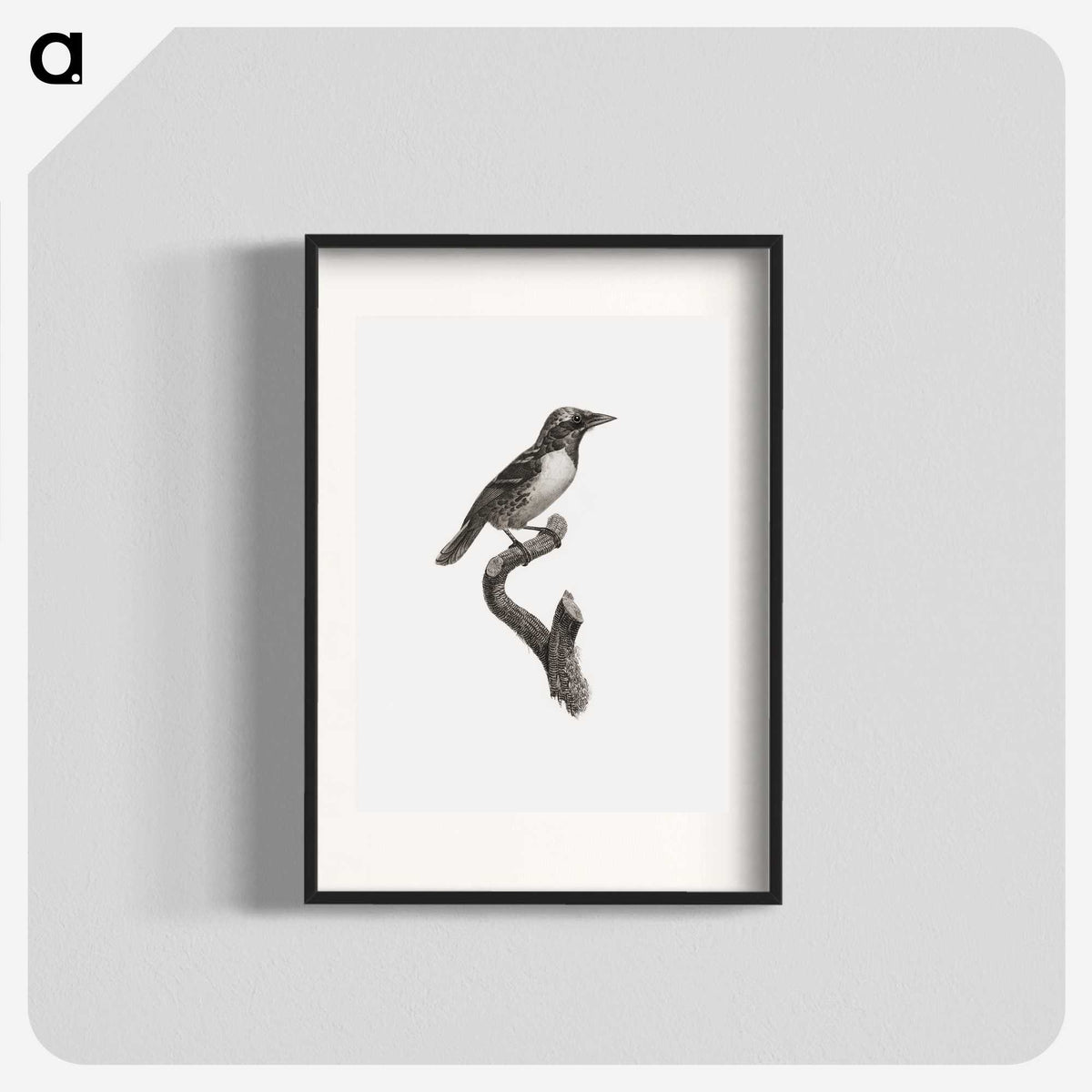 1-96_Des-Oiseaux-de-Paradis_blk