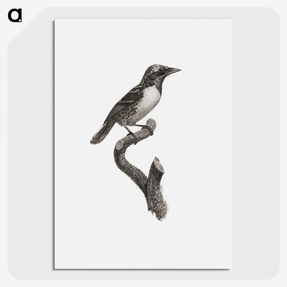 1-96_Des-Oiseaux-de-Paradis_picture-crop