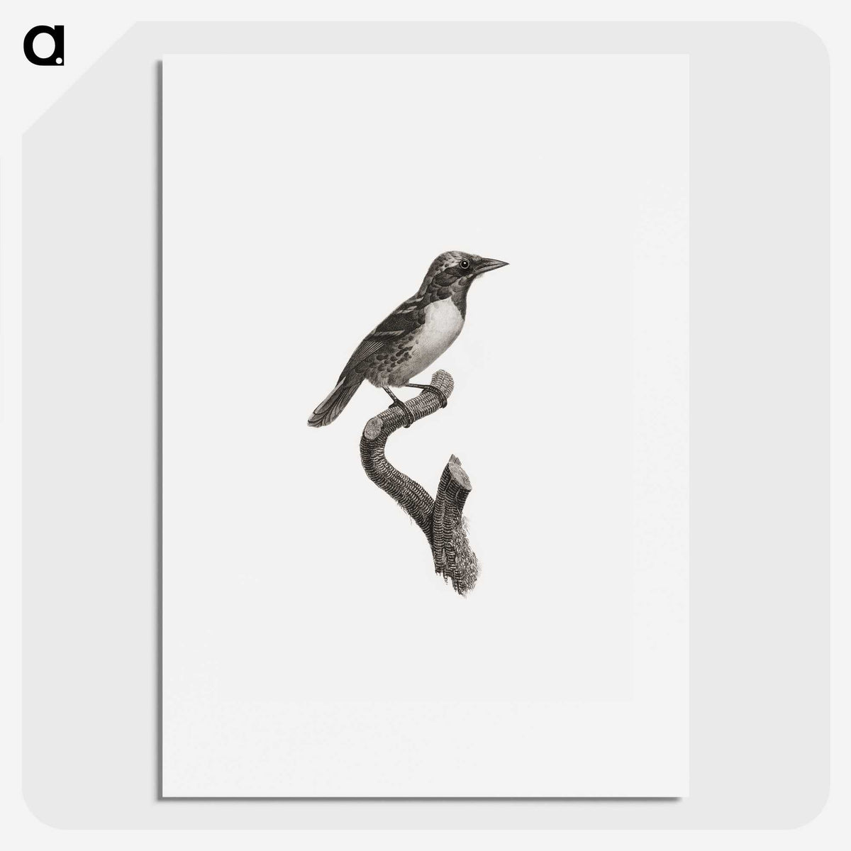 1-96_Des-Oiseaux-de-Paradis_picture