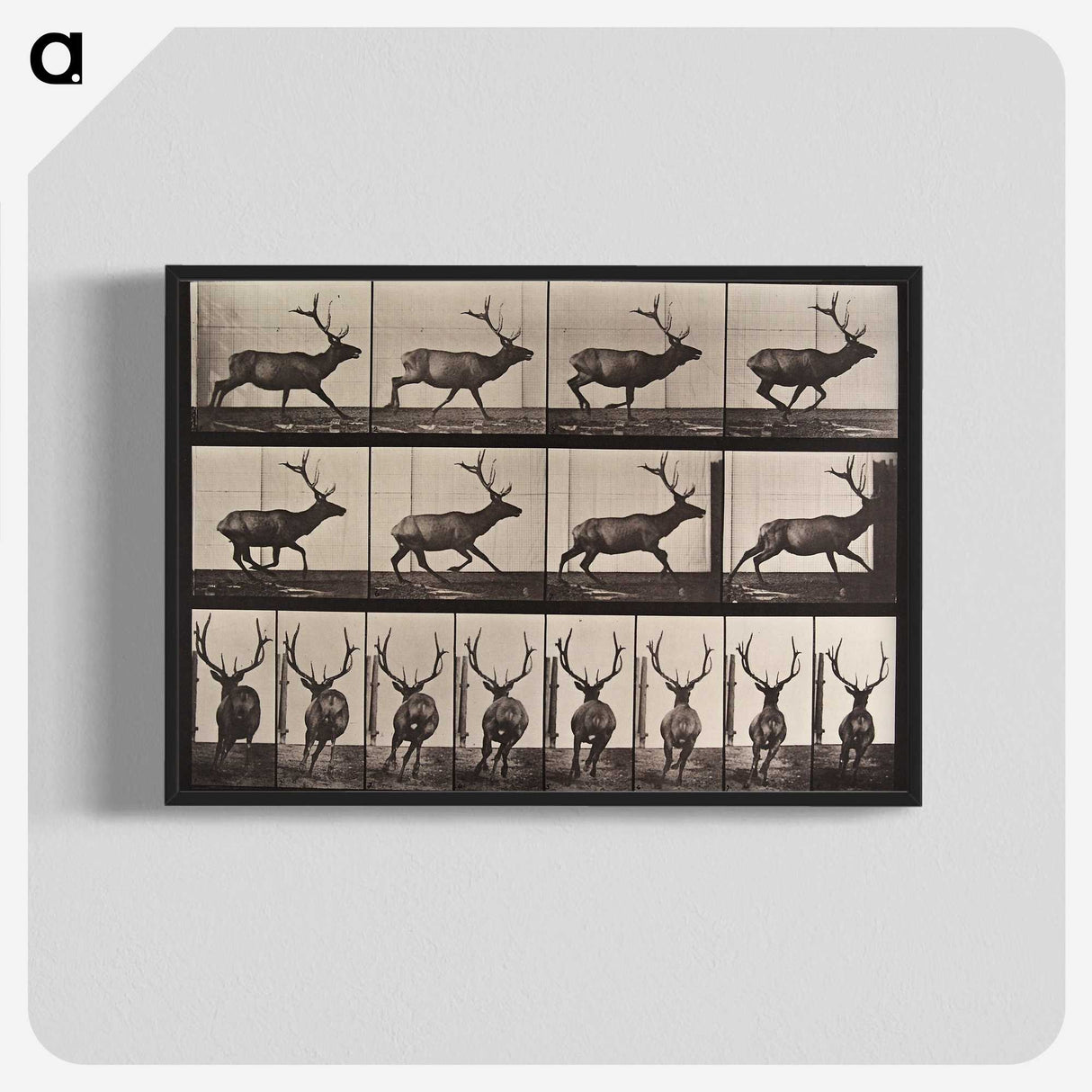 1-96_Eadweard-Muybridge_blk-crop