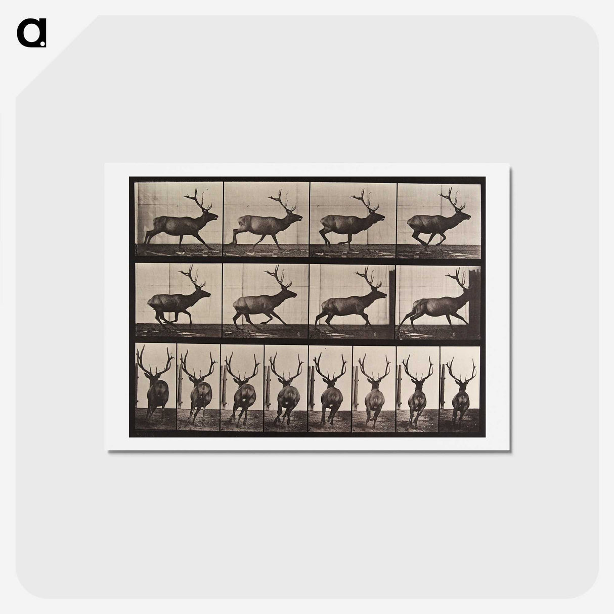 1-96_Eadweard-Muybridge_hagaki