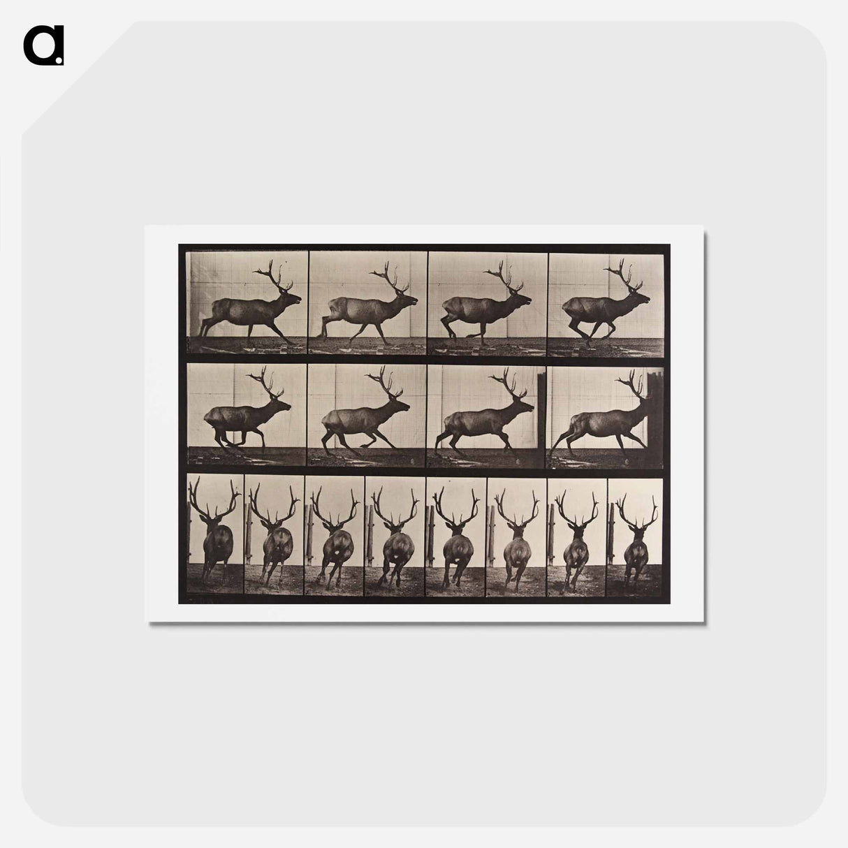 アートポストカード-Galloping Elk
- エドワード マイブリッジ Postcard.