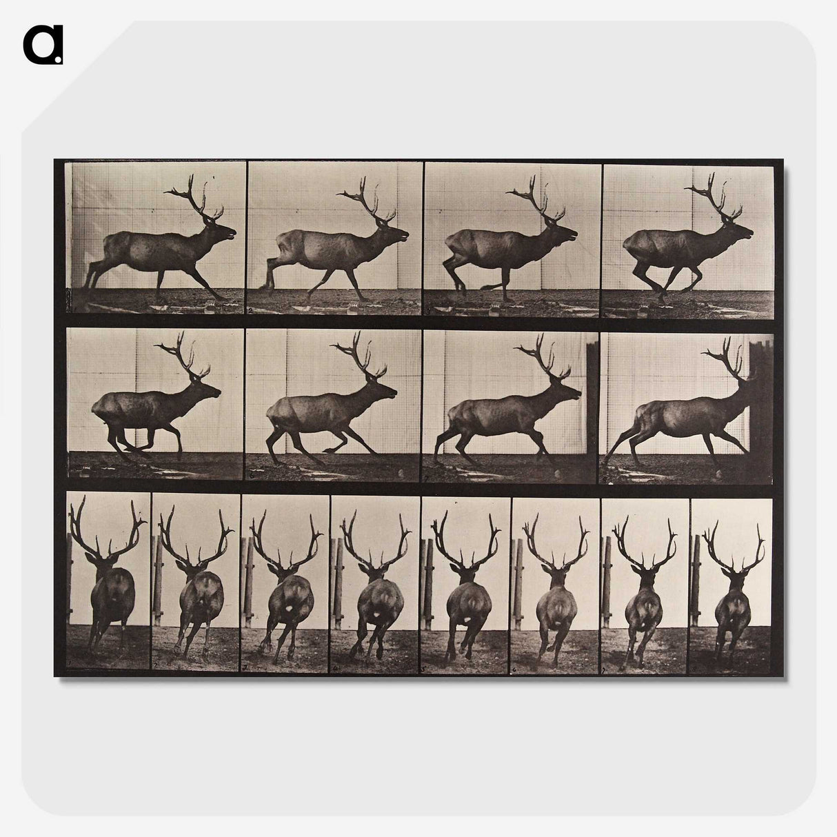 1-96_Eadweard-Muybridge_picture-crop