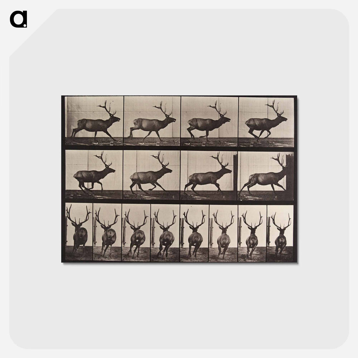 アートポストカード-Galloping Elk
- エドワード マイブリッジ Postcard.