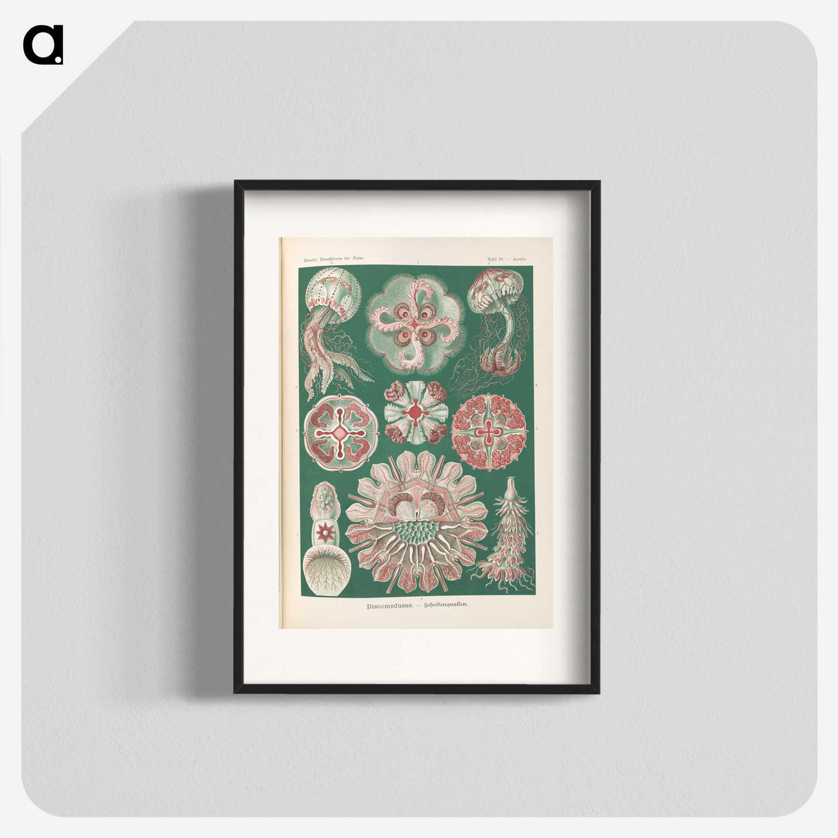 1-96_Ernst-Haeckel_blk