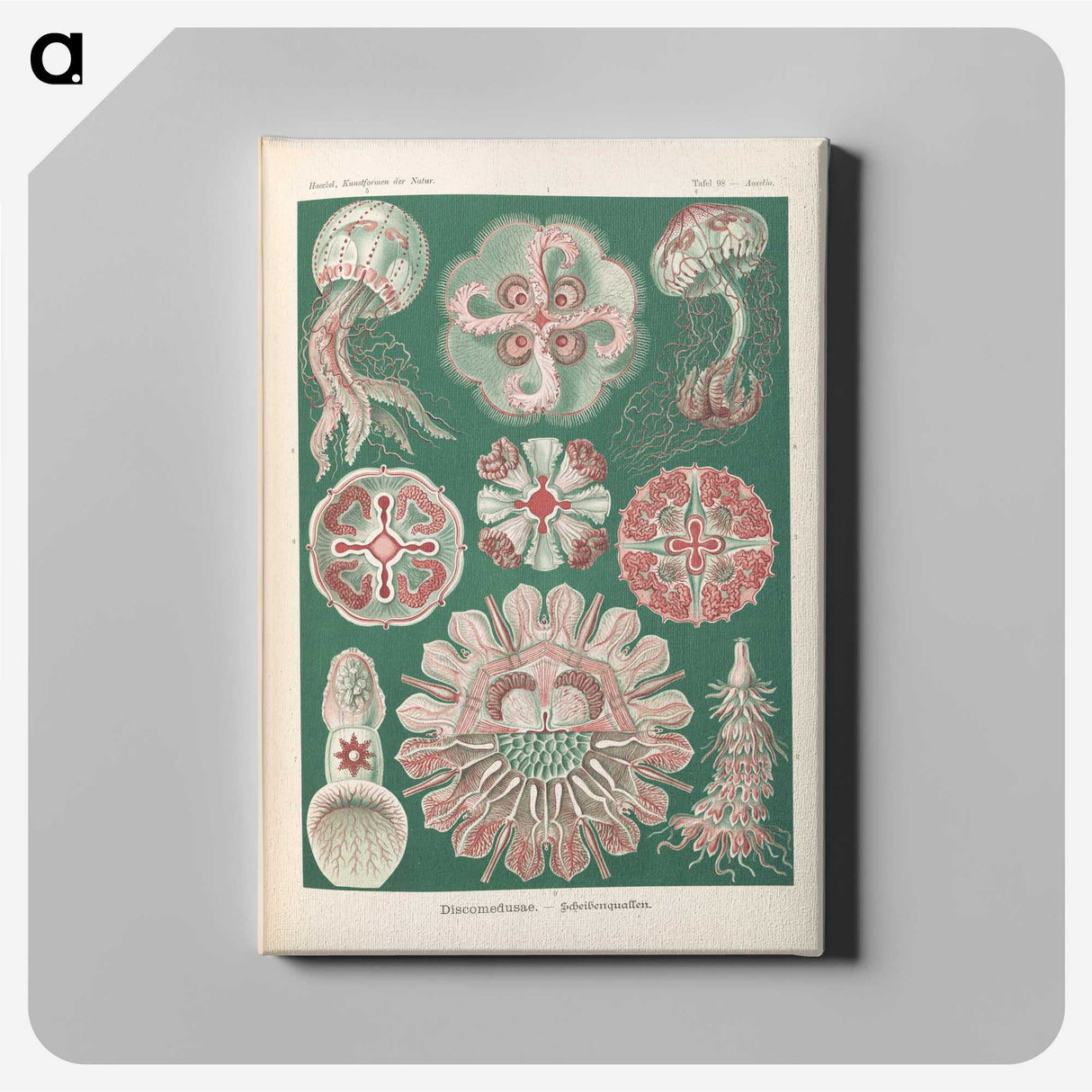 1-96_Ernst-Haeckel_canvas