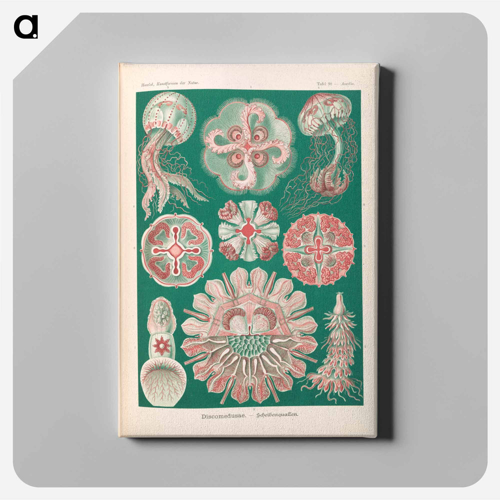 Marine life illustration - エルンスト ヘッケル Canvas.