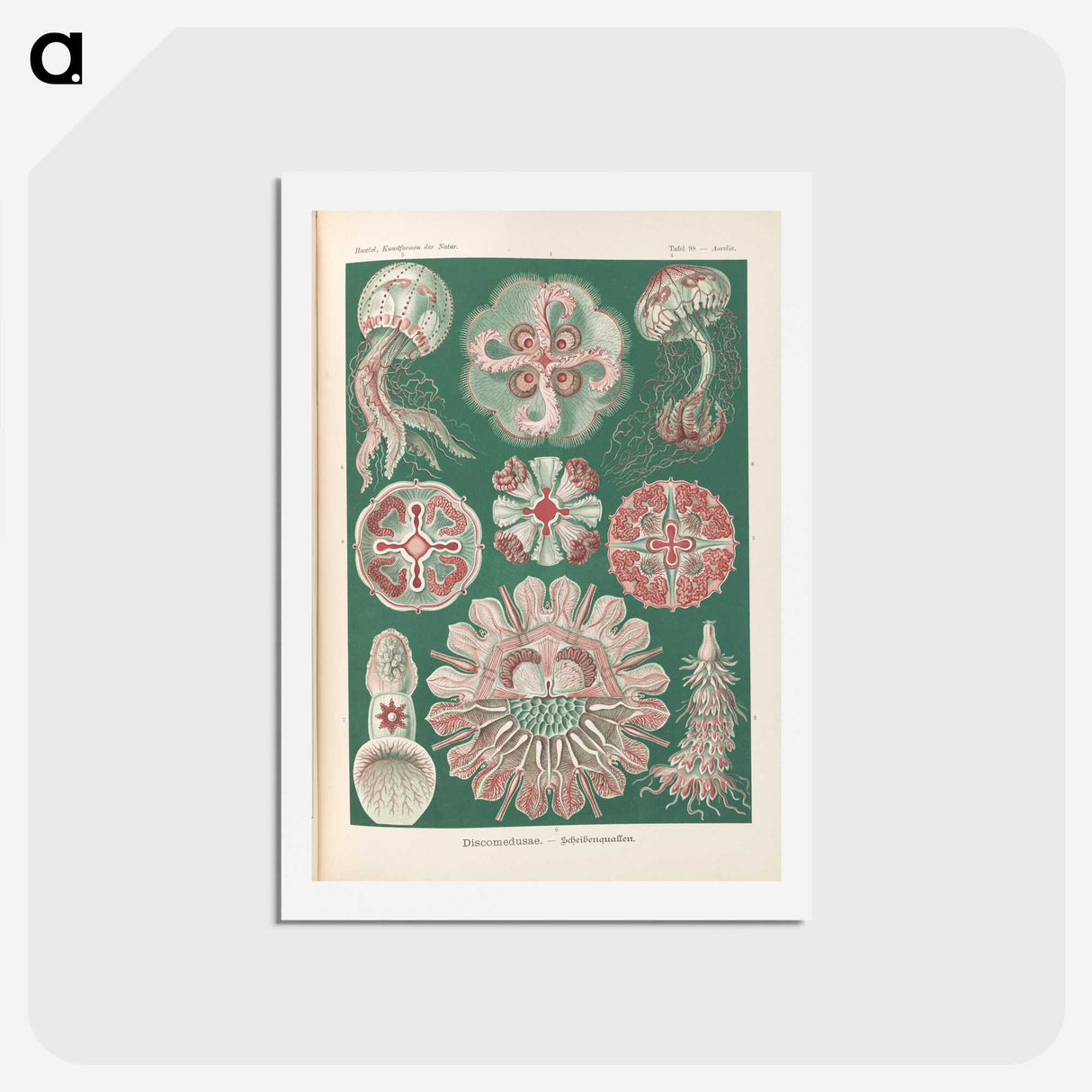 1-96_Ernst-Haeckel_hagaki