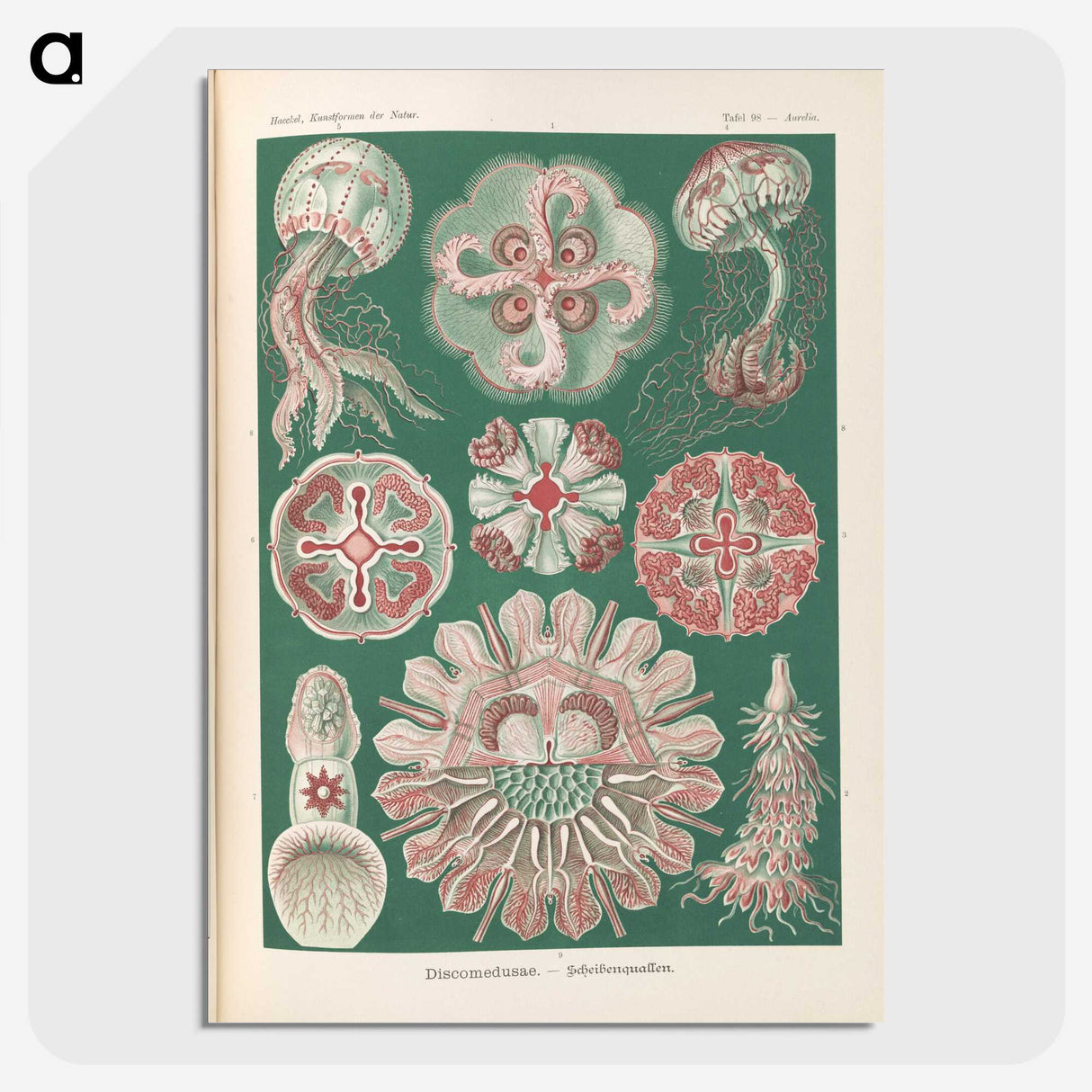 1-96_Ernst-Haeckel_picture-crop
