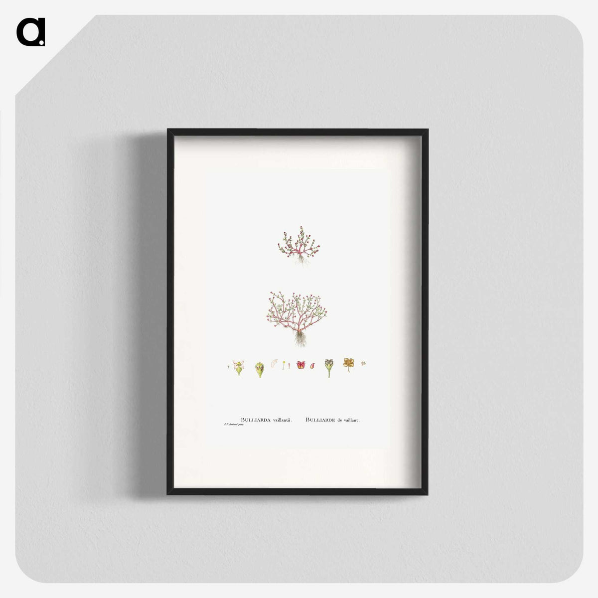 1-96_Histoire-des-Plantes-Grasses_blk