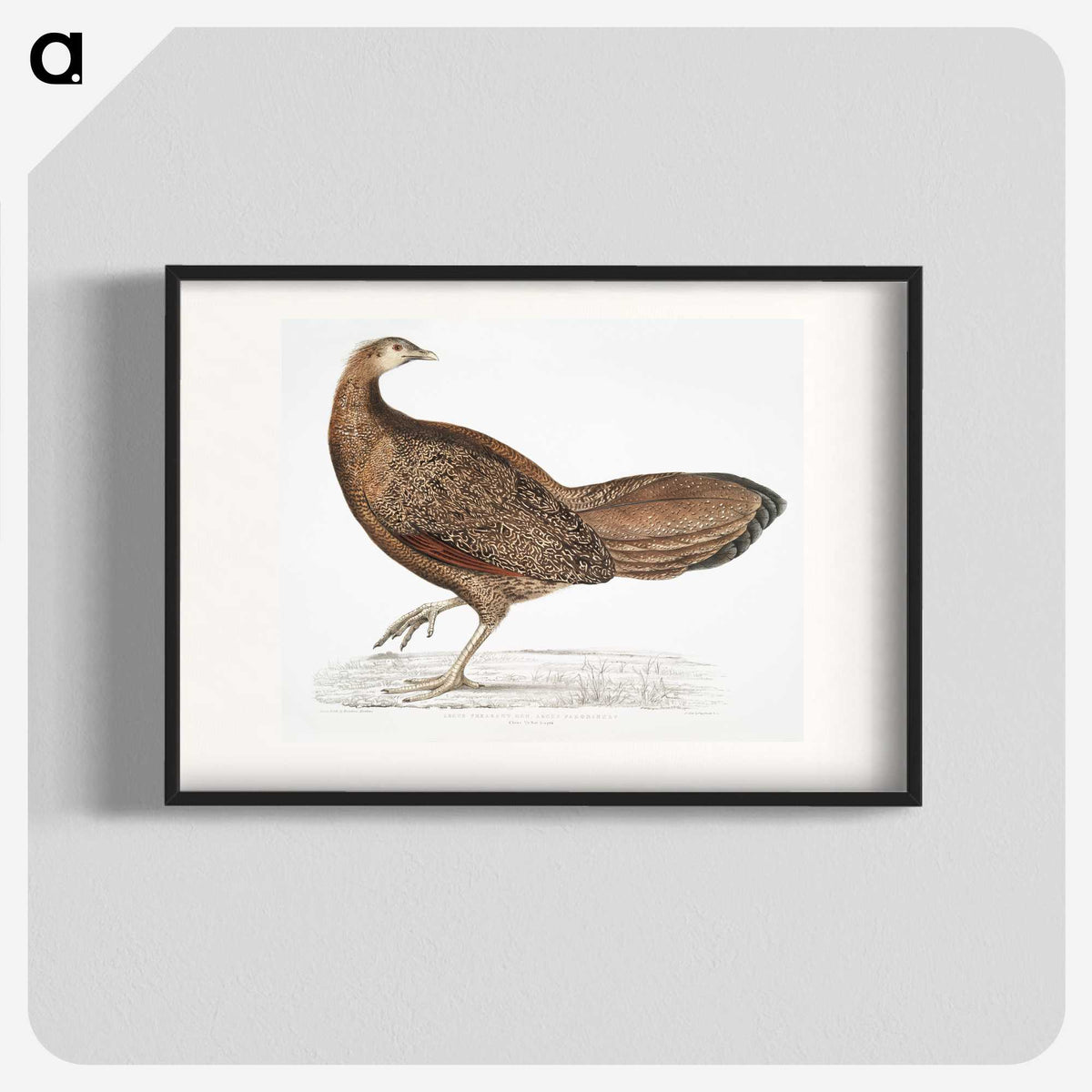 1-96_Indian-Zoology_blk