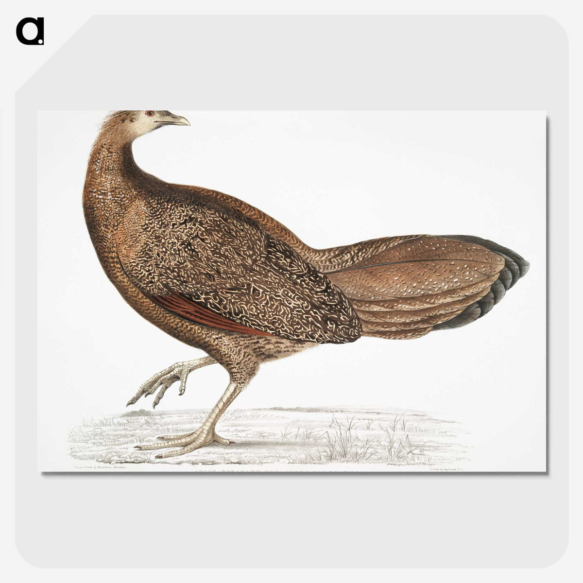 1-96_Indian-Zoology_picture-crop
