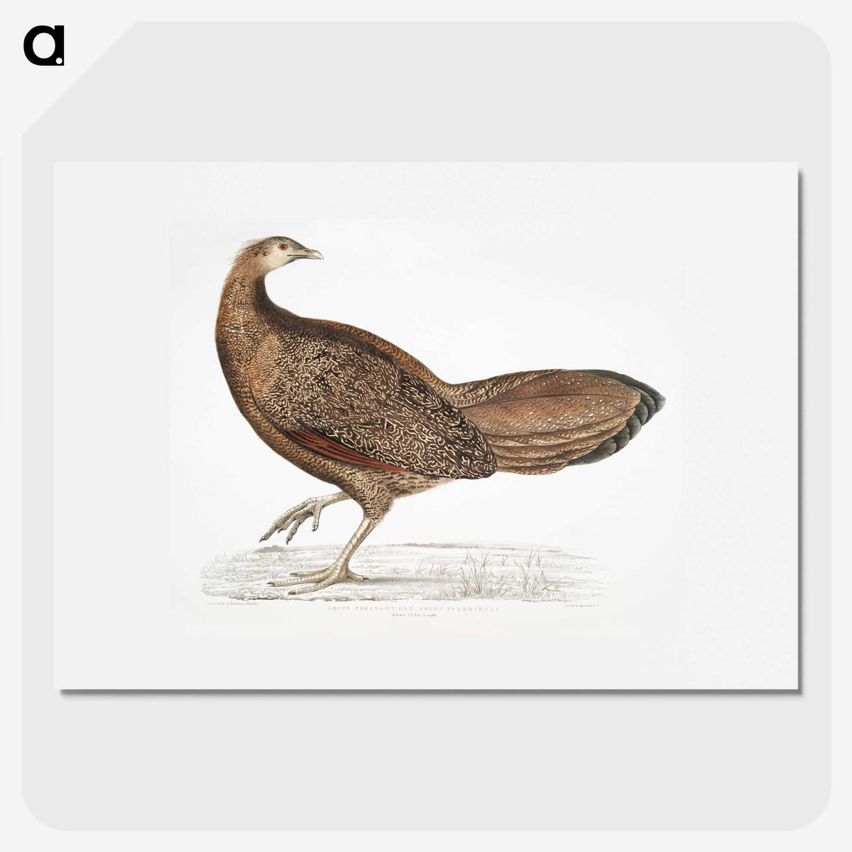1-96_Indian-Zoology_picture