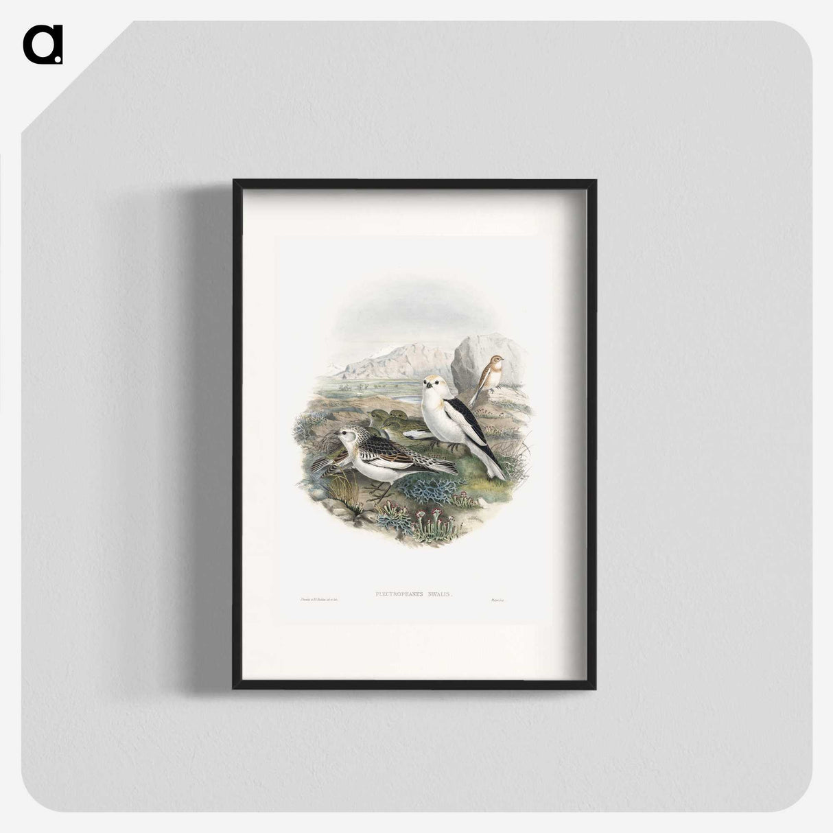 1-96_John-Gould_blk