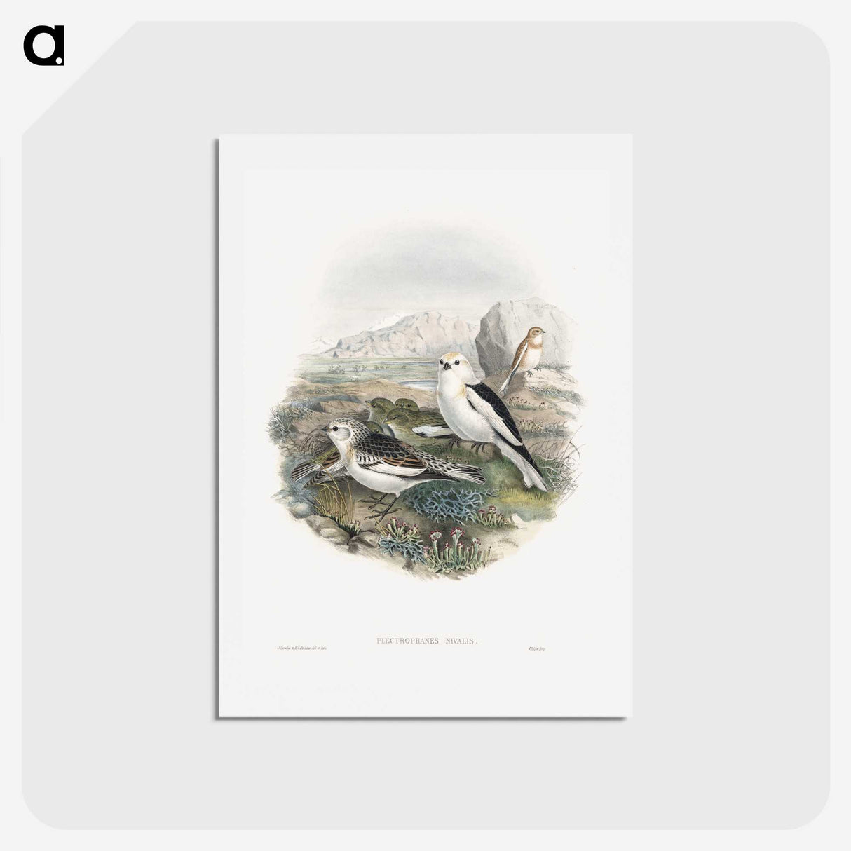 1-96_John-Gould_hagaki