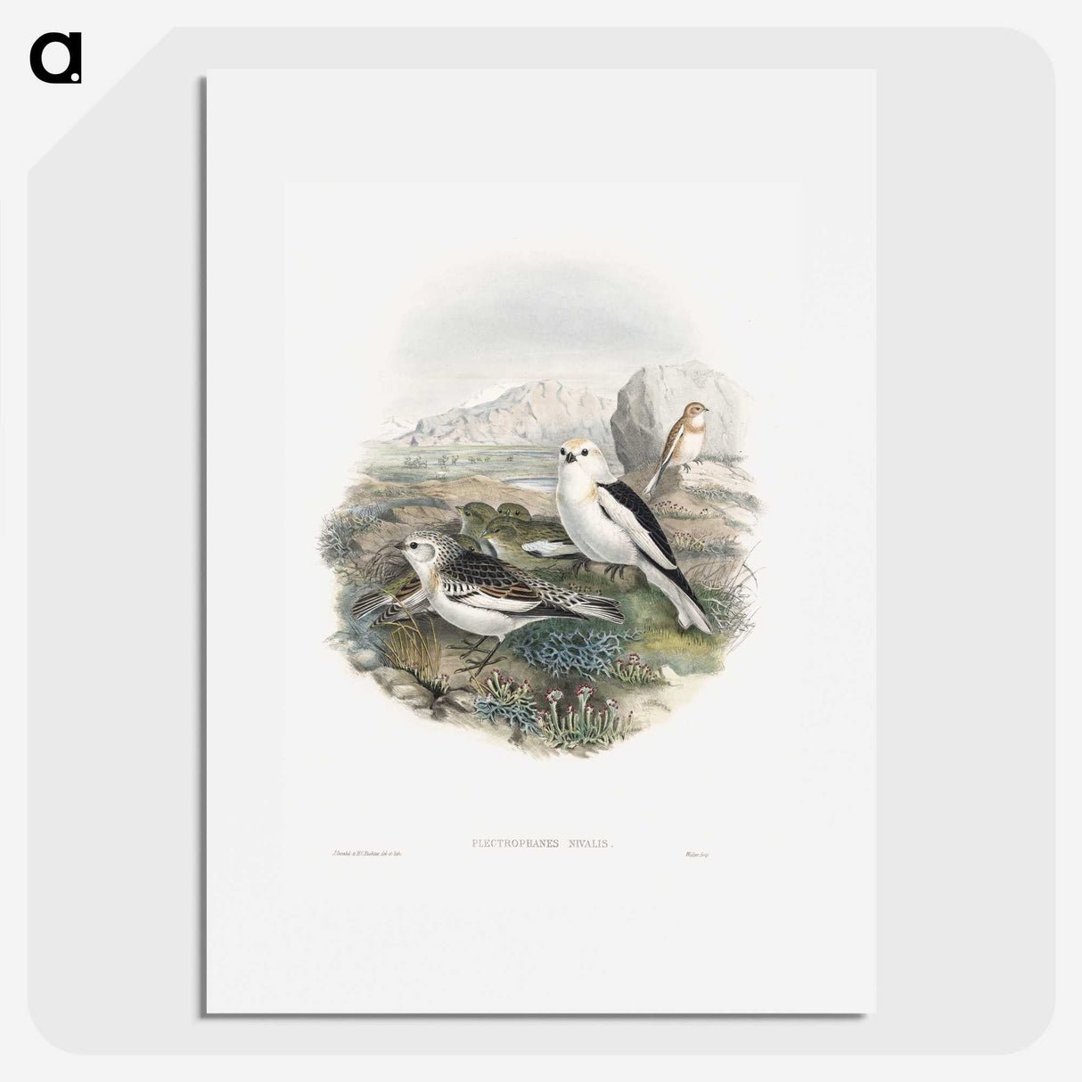 1-96_John-Gould_picture