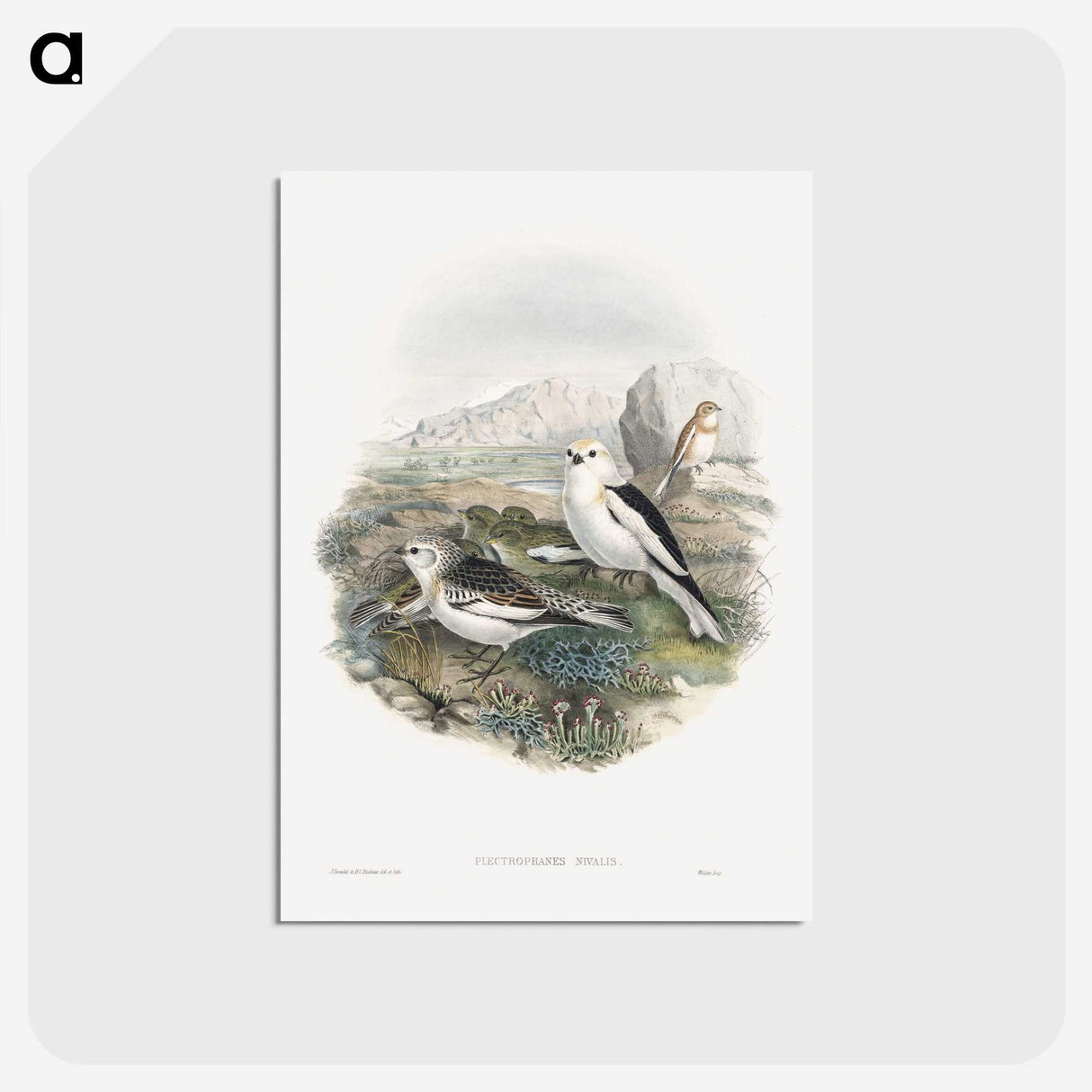 1-96_John-Gould_postcard