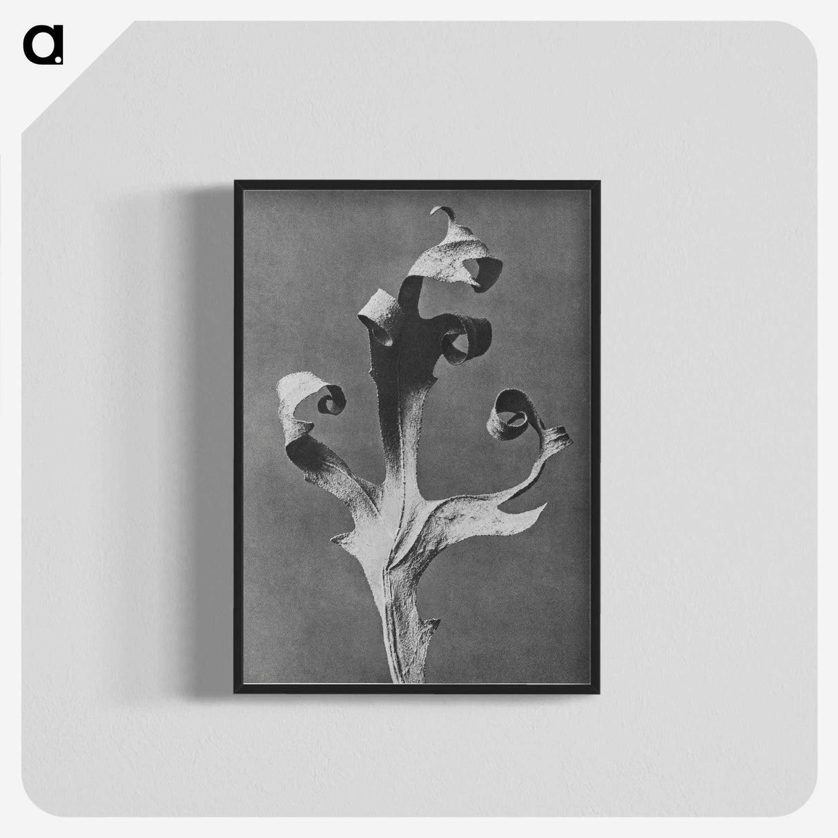 1-96_Karl-Blossfeldt_blk-crop